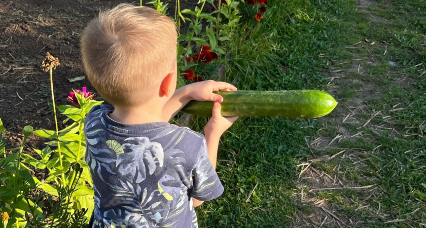 Сажаю пучковые огурцы в 3 места участка - урожай потрясный: не горчат и плодоносят до заморозков