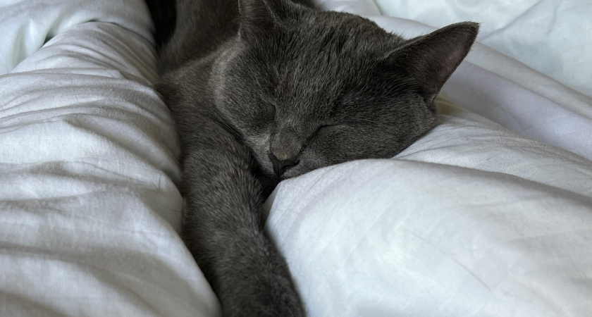 Ветеринары объясняют, почему никогда кошку нельзя скидывать с колен на пол