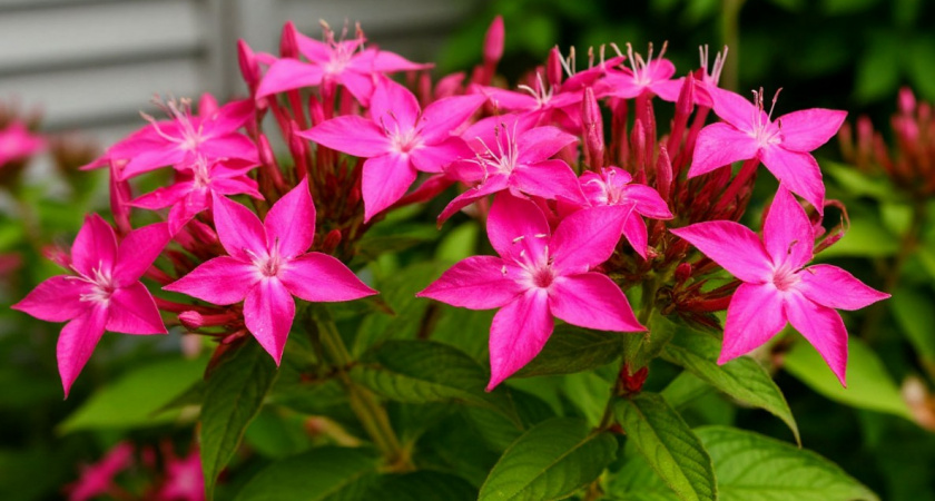 Гортензия больше не в почете - сад завоевывает новый эффектный кустарник: цветет все лето и до самых заморозков 