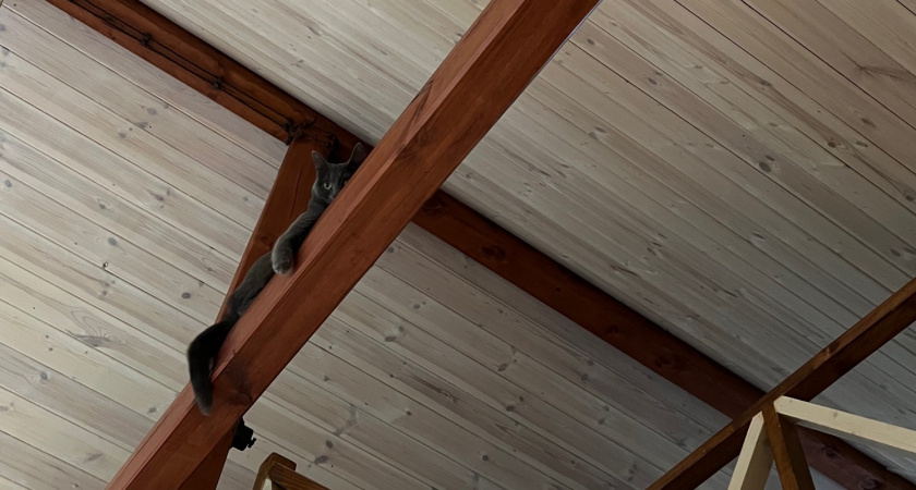 Что выбрать для потолка - обои, ПВХ или краску? Дизайнер поставил точку