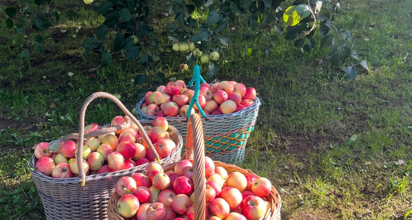 3 сорта яблонь, которые должны быть в каждом огороде - заменят вам все остальные