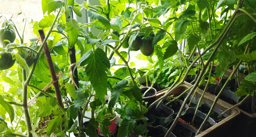 На вкус пластмасса: какие сорта томатов я не рекомендую