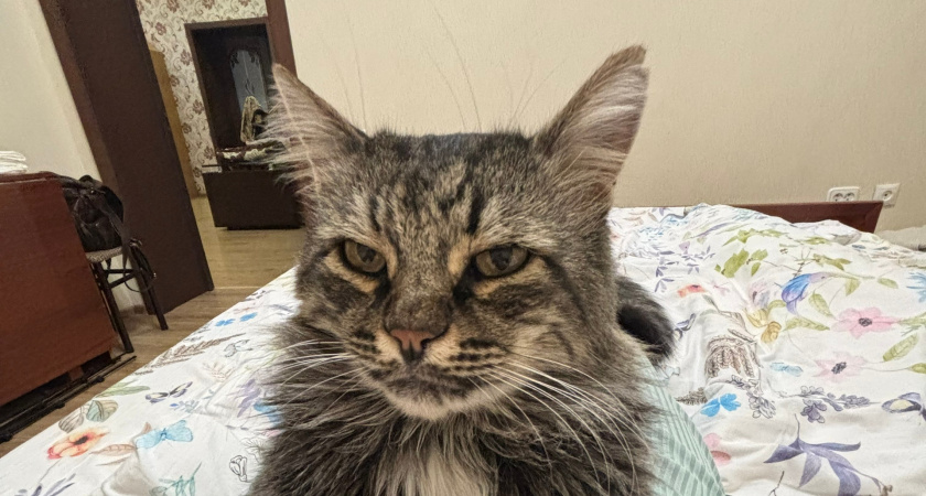 Как кошки просят прощения: 6 способов, которые растопят ваше сердце