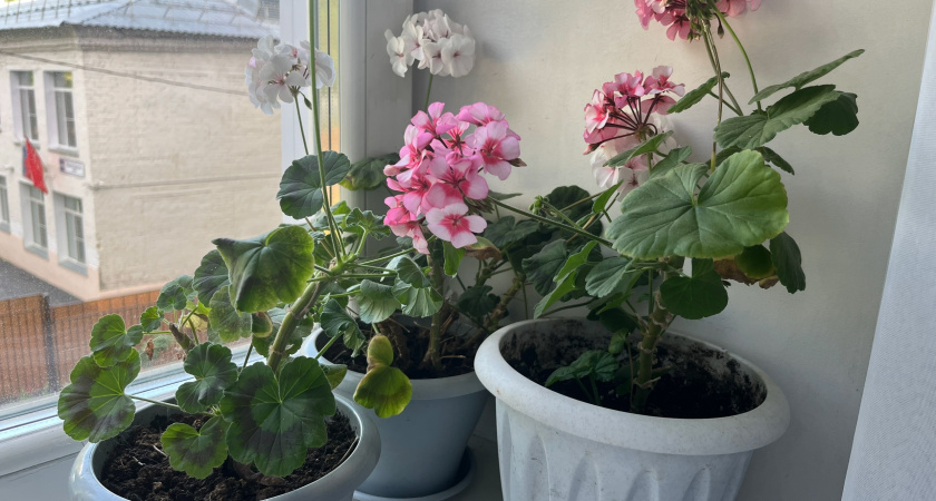 9 растений, которые нельзя держать в спальне: запомните их названия даже если очень хочется украсить комнату живыми цветами