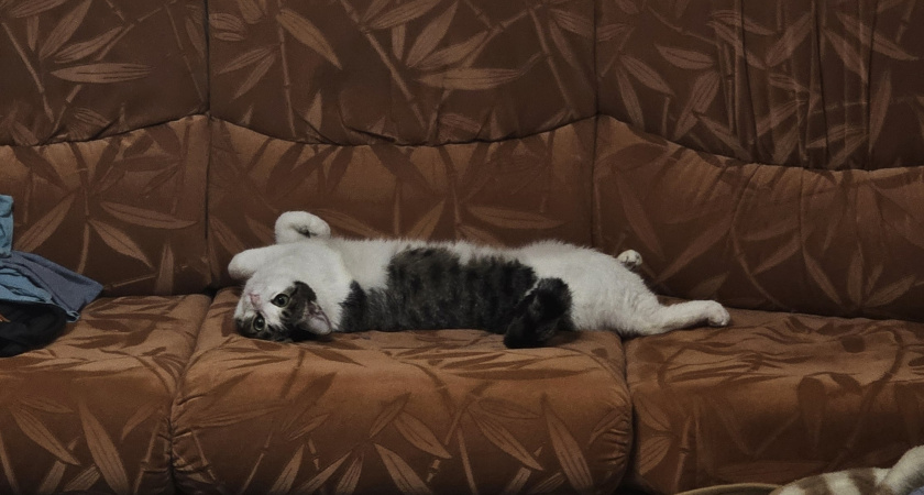 Почему нельзя целовать кошек в нос — не всё так безобидно, как кажется