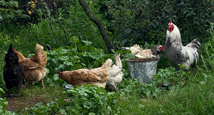 Когда начал добавлять в мешанку необычную крупу, куры ожили прям на глазах: яиц стало вдвое больше