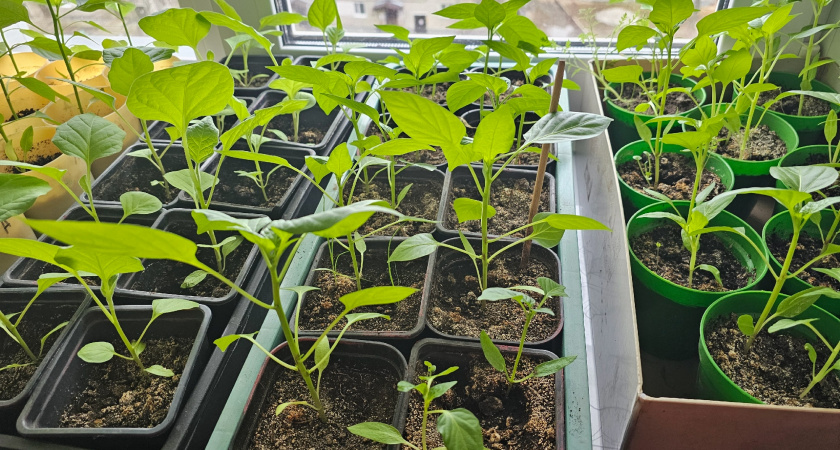 Мой новый метод, 2 хитрости и 1 компромисс - за перец не переживаю: растет без пикировки, почти без подсветки и подкормок