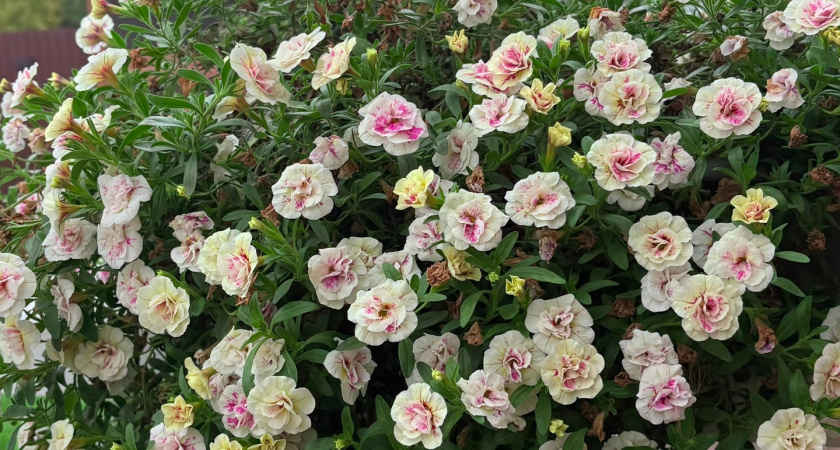 Что посадить вместо петунии: 2 лучших растения для кашпо и цветочных клумб