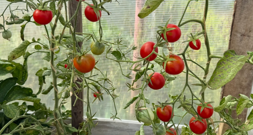Прекрасный сорт томатов для засолки и салатов - все огородники от него без ума. Точно посажу 