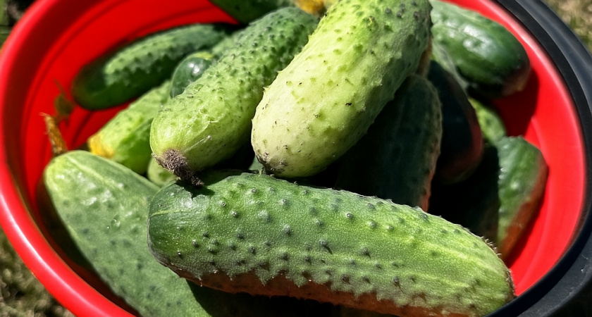 По 200 штук с куста, сочные, не горькие,  хрустящие: эти огурцы растут даже на Севере – плодоносят вплоть до заморозков