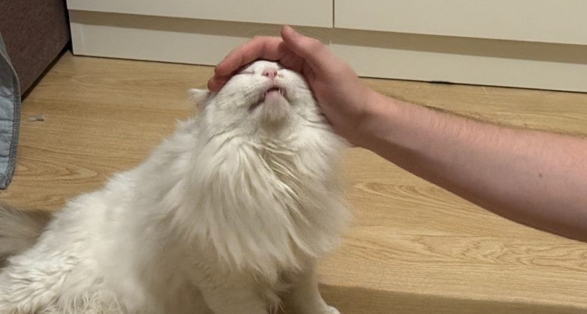 Сразу и не понятно: как распознать, любит вас кошка или нет