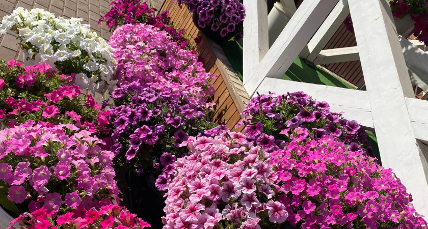 Сад для ленивых: шикарные многолетники, которые радуют до первого снега. Даже подкормки не нужны