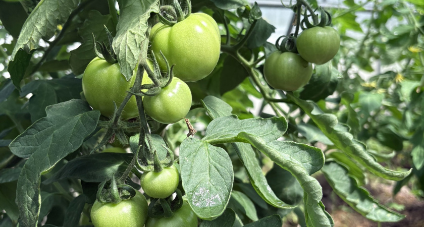 3 восхитительных сорта томатов - истинные старожилы. Посадил и забыл - подходят для всего