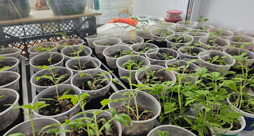 Выращиваю низкорослые томаты по совету 70-летнего агронома, за 3 месяца собрал 25 кг с 6 кустов - в чем секрет