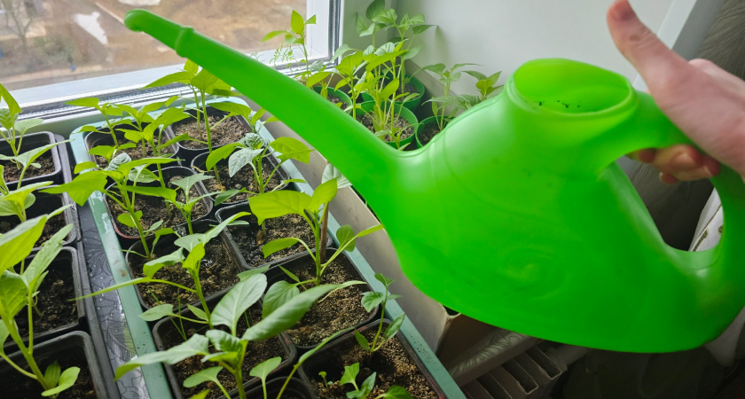 Про стимуляторы тогда не знали: дедовский способ подготовки семян, который до сих пор работает - и это бесплатно