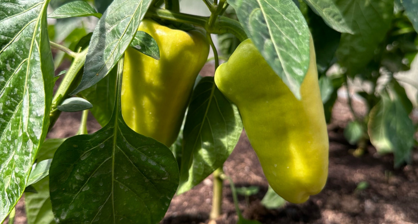Его расхватывают умные садоводы: 3 сорта раннего перца - крупный, с толстой стенкой, вкусный, урожайный