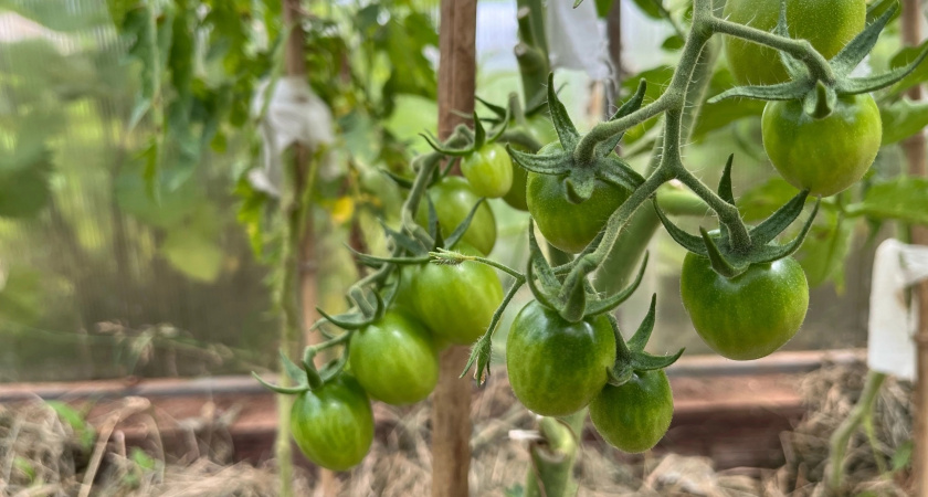 Жалею, что не посадила этот томат 5 лет назад: только плюсы и ни одного минуса - мой фаворит