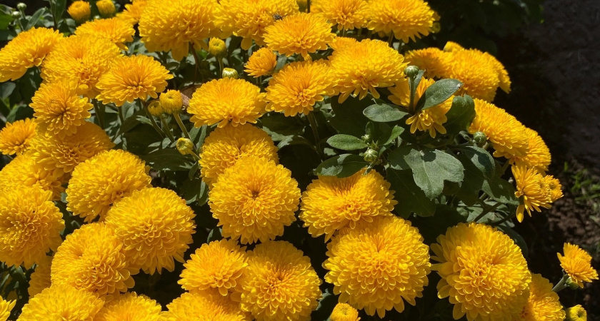 Сад для занятых: выбирайте любой из 5 эффектных многолетников, которые растут сами