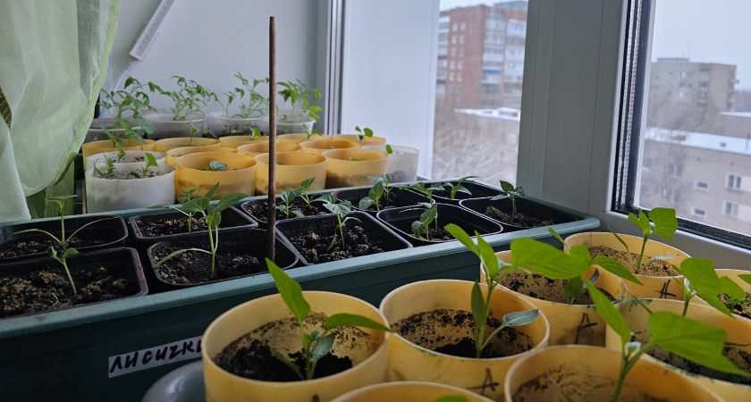 Меня трудно уже удивить сортами помидоров, но эти 2 сорта вне конкуренции - беру в новый сезон