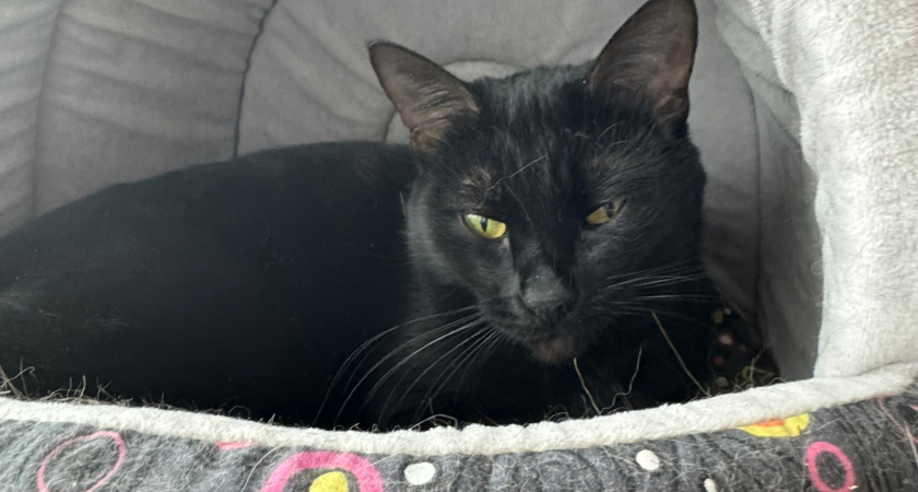 Почему кошка лезет в лицо — 7 признаков, что вы для неё больше, чем человек