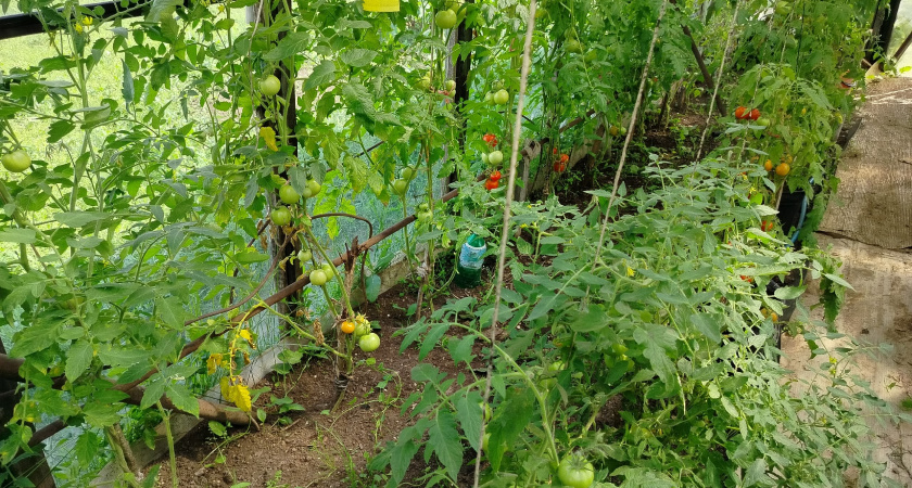 Как посадить семена томатов позже, а получить урожай раньше - 3 способа от хитрых садоводов