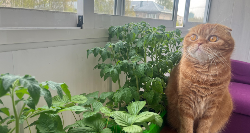 Моя идеальная тара для рассады и лучший метод : 5 лет выращиваю только так - корни мощные, длинные, рассада не вытягивается