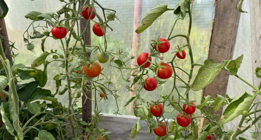 Дачники прячут названия этих сортов: томаты, которые приносят урожай, словно сумасшедшие - самые классные