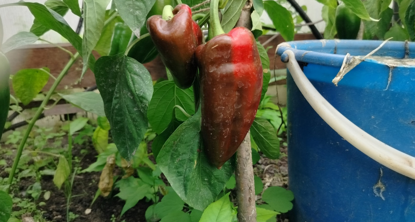 Перцы взойдут щёткой: один раз попробовала, теперь делаю только так