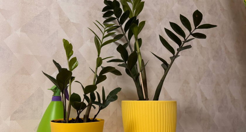 Срочно вынесите из спальни: 7 комнатных растений, которые Мичурин запрещал держать у кровати зимой