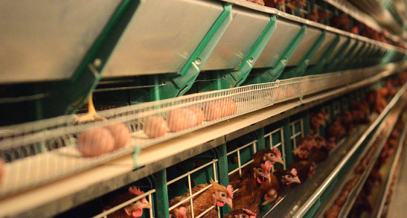 670 миллионов яиц снесли курицы Кировской области