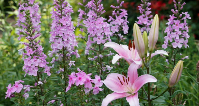 3 шикарных многолетника для сада - из года в год радуют шапками цветов: растут без хлопот 