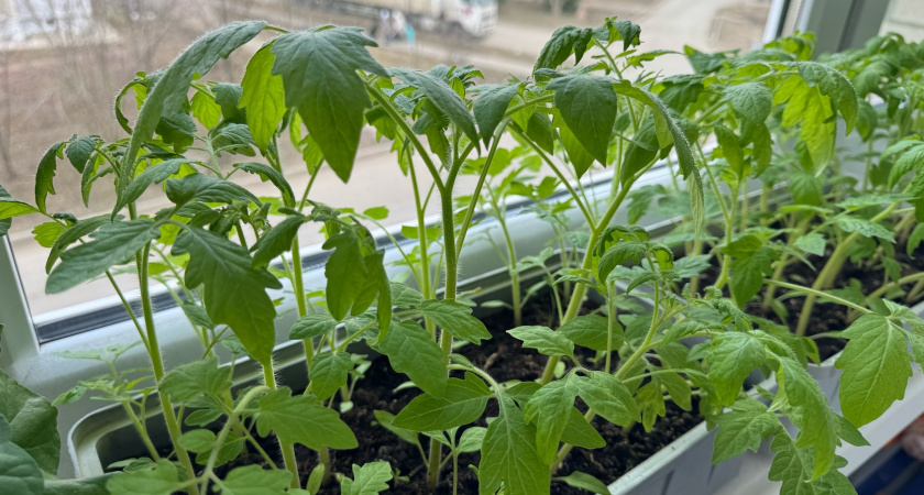 Посеяли в феврале и не мучаемся с лампами: 3 правила, чтобы томаты не вытягивались - стоят как дубки в лесу
