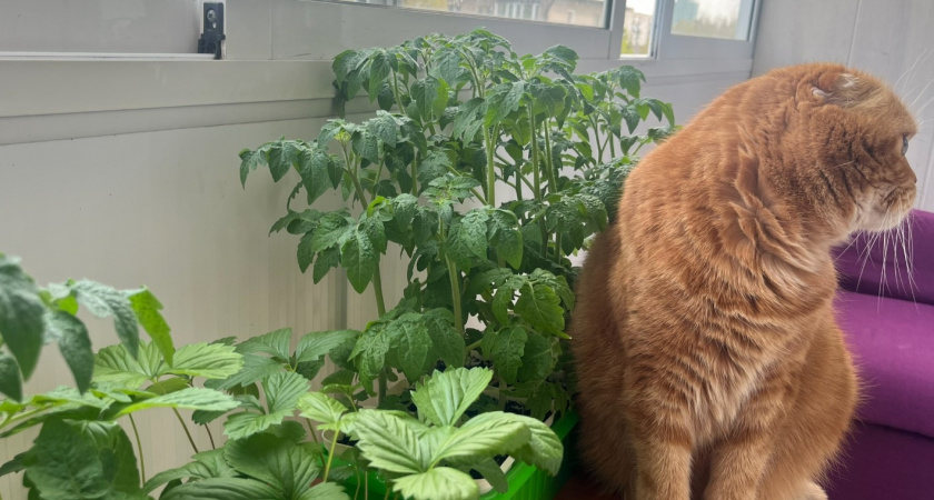 Без подсветки и магии: 3 совета - и рассада стоит как лес: здоровая, крепкая и не вытягивается 