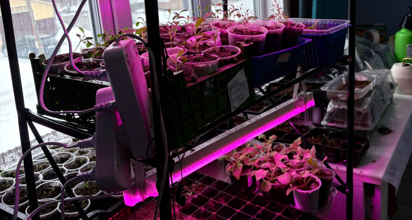 Знаю секрет рассады для ленивых: убрала всю лишнюю работу по выращиванию, не могу нарадоваться