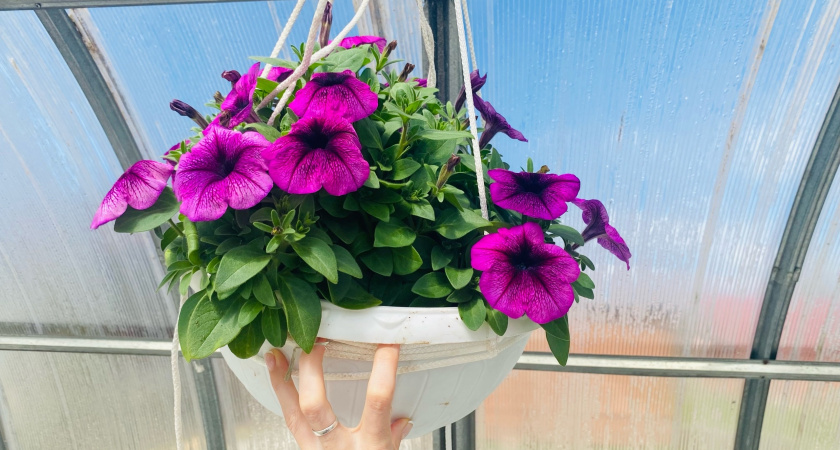 12 очаровательных цветов, которые сеют без рассады: украсят любую дачу и сад