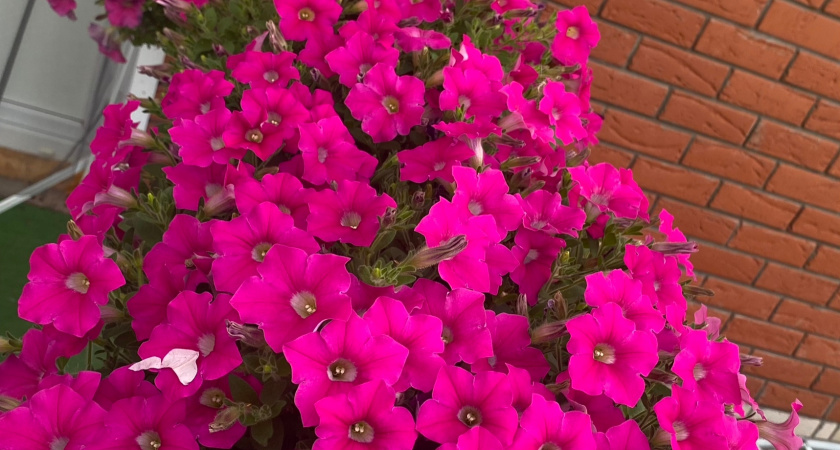  Посейте один раз эти цветы и вам не понадобится делать это на следующий год: соседи будут завидовать цветочному ковру в вашем саду