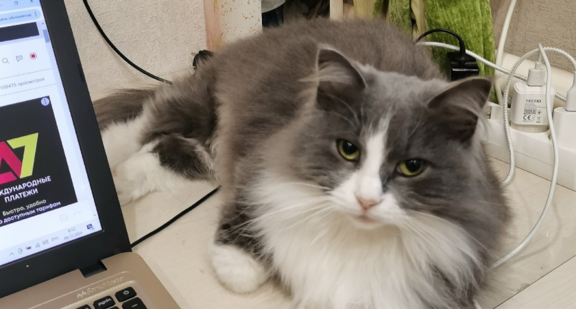 Кошка из влажного корма слизывает желе или соус, а кусочки оставляет - и вот почему. Оказывается, это важный сигнал