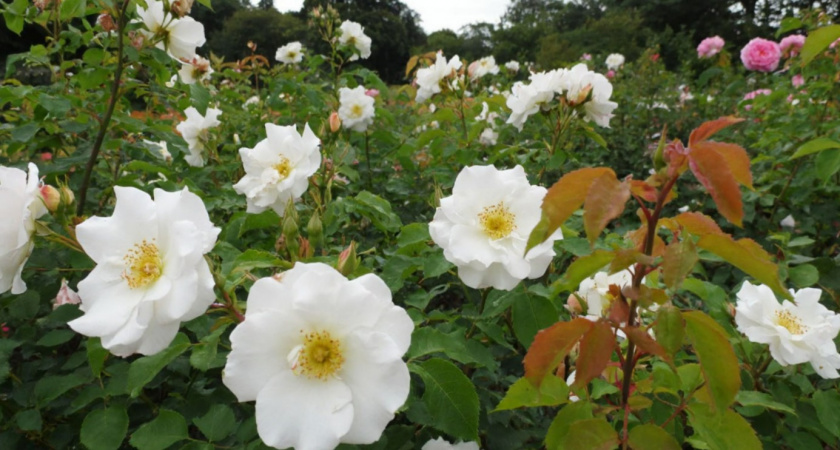 Титулованная красавица для вашего сада: лучший сорт розы - почуете аромат за 2 км