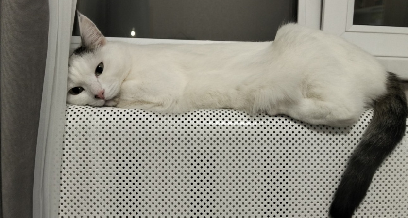 Кошка вас не любит: 5 сигналов, которые вы игнорируете каждый день - должен знать любой владелец