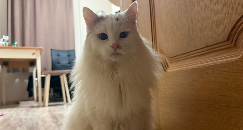 Отучила кота прыгать на стол без нервов и криков: вот как сделать - запомните раз и навсегда 