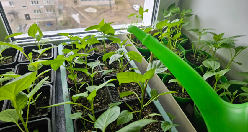 За 3 часа ожили даже "доходяги": раствор из 3-х таблеток  на 1 л воды спас 23 куста рассады огурцов в феврале