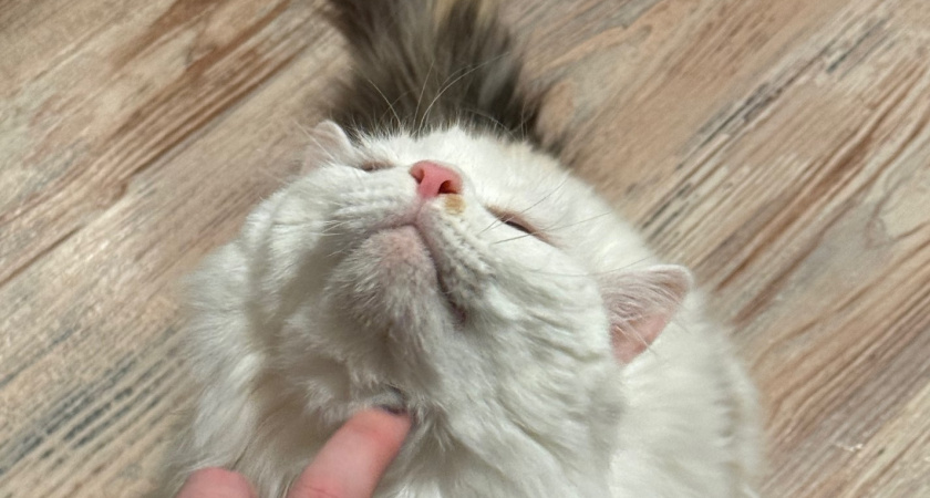 Никогда не давайте эти молочные продукты кошке - иначе обернется бедой: должен знать каждый владелец 