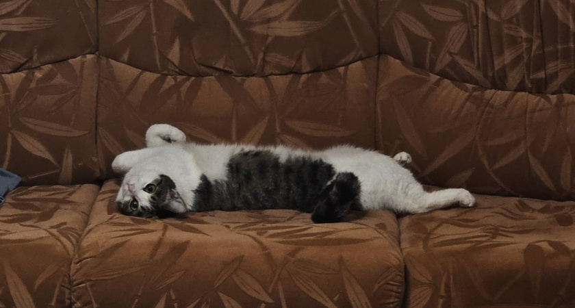 Можно ли тыкать кошку носом, если она ходит мимо лотка? Ветеринары поставили точку