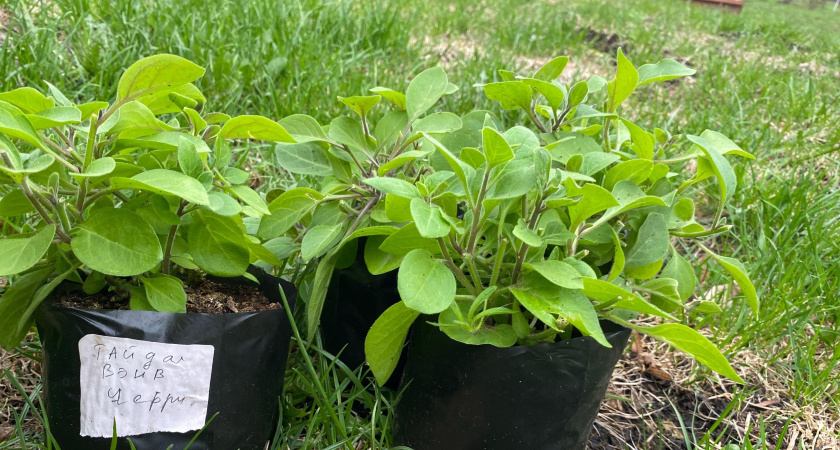 Посев рассады всегда начинаю с лаврового листа: прекрасный стимулятор и защитник от болезней