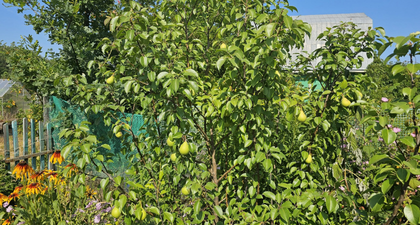 Кировская область получила 58 тонн турецких груш