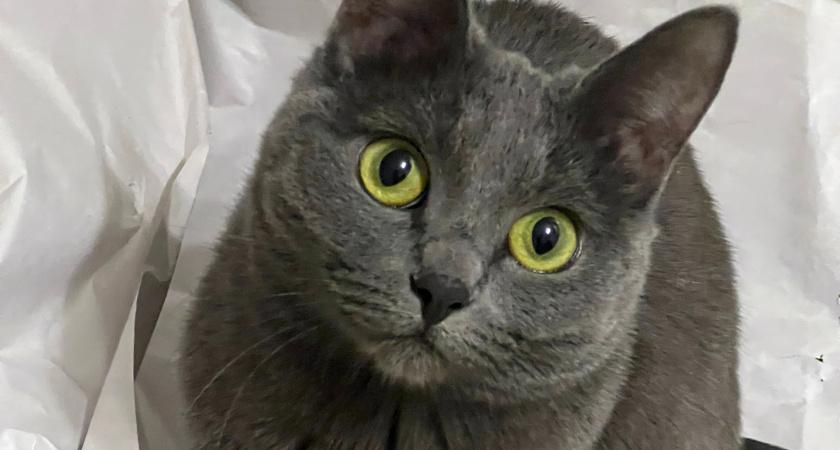 Какие знаки подают кошки перед приходом в дом большой беды - запомните раз и навсегда