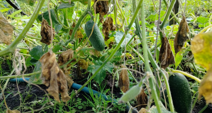 Не огурцы, а чудо: лучший гибрид для дачи - сочные, плотные и хрустящие: обязательно посажу