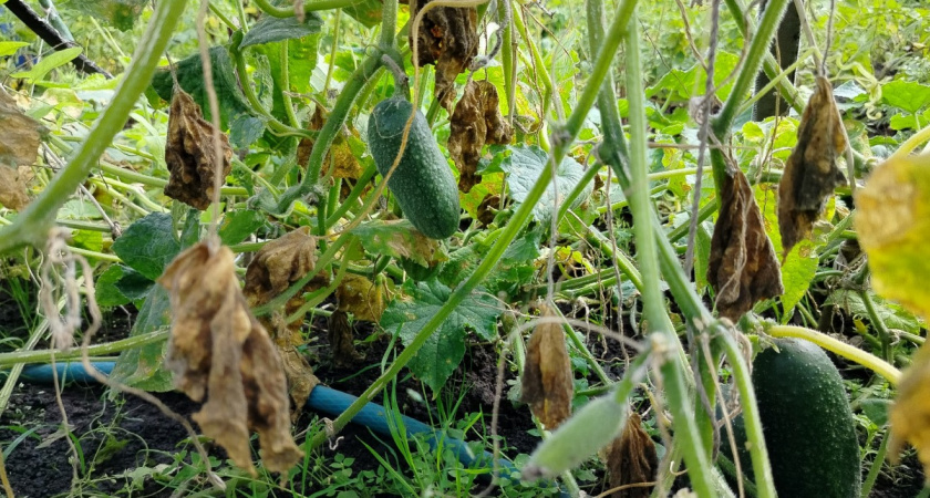 Всего 2 куста, а урожай собираю ведрами: чудесный гибрид, который вытеснил "Кураж" и "Германа" - они больше не нужны