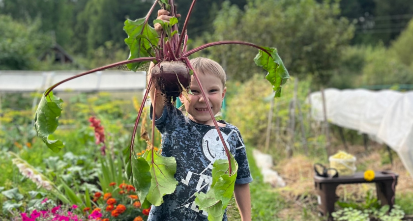 3 способа, как быстро сварить свеклу - попробовала каждый: делюсь мнением