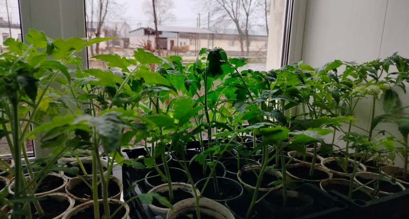 Сею сладкий перец только в эти даты: урожай в 2 раза больше обычного